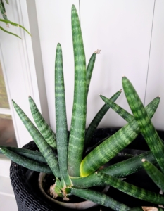 This plant is a Sansevieria cylindrica﻿. It's native to arid regions of Africa and thrives in dry climates with sandy, well-draining soil. The plant's cylindrical leaves can be smooth or banded.
