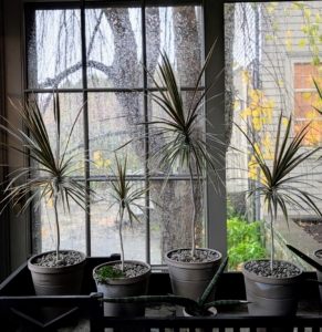 On one end, I displayed several potted and delicate dracaenas. There are more than 170 different species of dracaena and they all have grass-shaped leaves that grow from one or more thick, cane-like stems. Dracaena is a low-maintenance, easy to maintain plant that does best in bright, indirect sunlight.