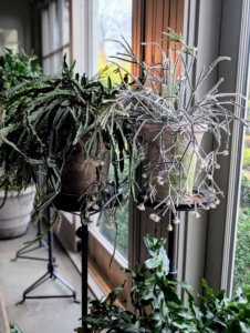 My porch is a lovely space for displaying houseplants. The floor to ceiling windows allow lots of light and the plants surround my desk, where I can enjoy them while writing or while attending remote meetings.