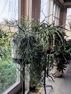 Displayed on its own or with other specimens, rhipsalis plants always get lots of attention.