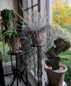 I often display interesting and eye-catching container plants in my Winter House porch. The big floor to ceiling windows provide lots of light and they all surround my desk, where I can enjoy them while writing or while attending remote meetings.
