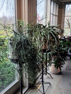 I fill the spaces on both sides of the door with appealing and interesting specimens. All the furniture, including these plant stands, are black and the pots are natural light gray clay.