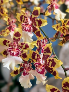 In my sitting room right now are several blooming orchids. Oncidium orchids typically bloom heaviest in fall and spring. Caring for orchids can be daunting, but understanding their basic and unique needs, these beautiful plants can thrive in nearly any home.
