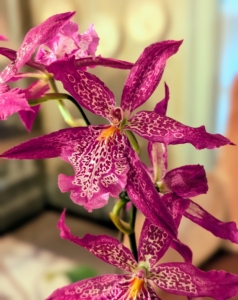 Here is another orchid - this one in bold pink.
