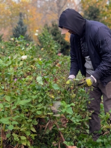 After the season, when the petals are wilted, faded, or have started to turn brown around the edges, it’s time to start cutting them and leaving them to dry.