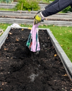 A new top layer of soil is added to the bed before planting the garlic.