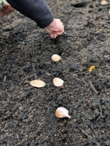 It is also important to give each clove enough room to grow and develop. They should be planted at least several inches from each other.
