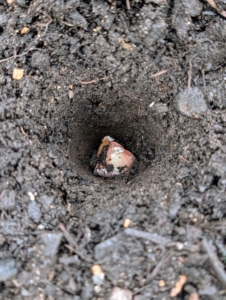 Cloves should be pushed down at least three inches deep.