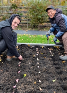 Ryan and Phurba work in tandem - as one places the seed garlic in the row, the other plants it. If the soil in the bed is well cultivated, this should be a fast and easy process.