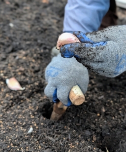 Phurba pushes the dibber into the soil to make the hole.