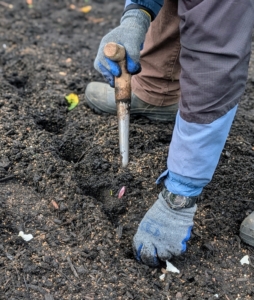 To make the holes for planting garlic, Phurba uses a dibble or a dibber. The T-grip on the dibber allows the planter to apply enough pressure to create a consistent depth for each hole.