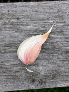 Here is a seed garlic clove. It is planted with the pointed end faced up. The majority of garlic in the US is planted from mid-October through November before the ground freezes.