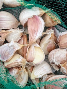 All the seed garlic that was prepared for planting the day before is brought out to my large half-acre vegetable garden.