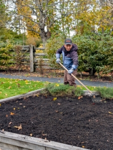 And then both beds are raked evenly. Any garlic crop will tolerate some shade but prefers full sun. This garlic will be ready to harvest mid-July to August. And that's it – we wait until next year to harvest. If you’ve never grown your own garlic, give it a try.