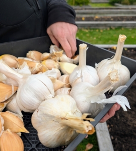 Here is Ryan with the Elephant garlic. Elephant Garlic is actually a leek that resembles garlic in growing and in appearance. It has a very mild flavor.
