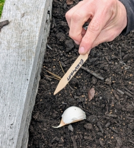All the garlic rows are marked with the appropriate variety name.