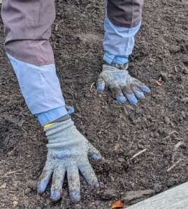 After planting, he backfills the rows with soil.