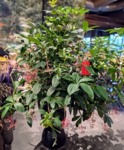 Terrain gifted me with this gorgeous and large Medinilla magnifica. As the story goes, 13 years ago, when I first visited Terrain, I bought one of these plants - and they remembered. this specimen is even more special because it was grown by my friends Dennis Schrader and Bill Smith of Landcraft  Environments.