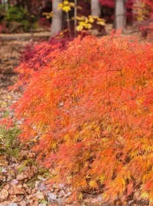 They can withstand very cold temperatures, but in summer, water deeply during dry spells and cut back on the amount of water in late summer to intensify the autumn color.