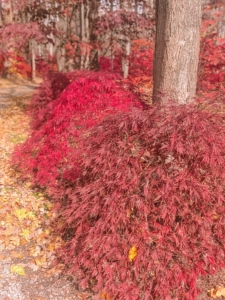 Japanese maple forms also vary. They can be weeping, rounded, dwarf, mounding, upright, or cascading.