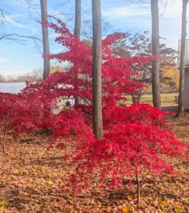 Japanese maples typically grow about one-foot per year for the first 50-years and can live to be more than a hundred.