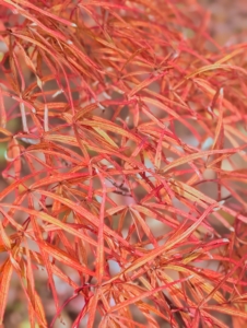 Leaf color best develops when nighttime temperatures remain above freezing but below 45-degrees Fahrenheit. A sudden cold snap could turn the leaves more plum-brown seemingly overnight, skipping the vibrantly orange and red stage altogether.