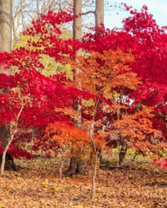 Japanese maples are native to areas of Japan, Korea, China, and Russia. In Japan, the maple is called the “autumn welcoming tree” and is planted in the western portion of gardens – the direction from which fall arrives there.