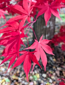 Japanese maples are divided into categories based on their distinct leaf structures. Among them is palmate, which is the classic maple-shaped leaves with bold lobes. Another is dissectum characterized by deeply cut, feathery foliage. Atropurpureum contains some of the most recognizable Japanese maples that are upright with deeply lobed red leaves containing "five fingers." There are also variegated varieties with multi-colored leaves. There are 17 different groups in all.
