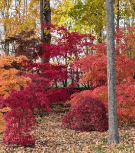 The contrast between the bright reds, oranges, yellows, and greens in this grove are stunning.