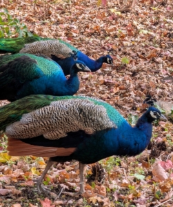 And where one goes, his friends will follow. These peacocks sometimes roam the areas outside their enclosure, observing all the activity around them, and searching for insects to eat.