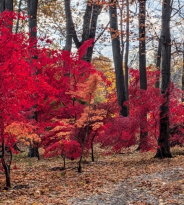 Any heavy pruning should be done in late winter before leaf buds begin to open. Cut out scraggly interior twigs and branches, but leave the structural branches alone. Small, corrective cuts can be made any time of year. If I can, I like to prune and groom these Japanese maples myself.