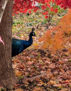 And look who else is walking around enjoying the autumn changes... one of my "blue boys."