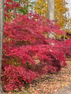 With the right conditions, the fall colors of the Japanese maple may last for several weeks. Unfortunately, as it gets colder, the colors begin to dull.