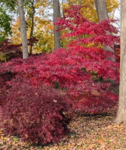 These trees are hardy in USDA plant hardiness zones 5 through 8 and thrive in slightly acidic, well-draining soil.