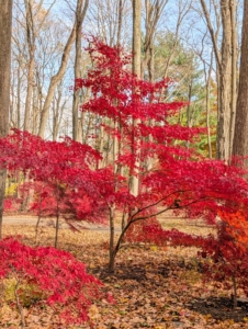 As young trees grow, their colors become even more vibrant. It's exciting to see how they develop through the seasons – many have such interesting growth habits.