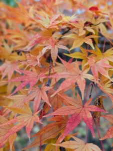 The leaves range from about an inch-and-a-half to four-inches long and wide with five, seven, or nine acutely pointed lobes.