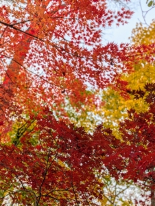Here is a view looking up at the foliage. I purposely planted my Japanese maples beneath larger trees. The varying heights and layers make the grove so much more interesting. I love this woodland and continue to add more and more gorgeous Japanese maples to this collection. How are the Japanese maples doing where you live? I hope you can stop and enjoy their magnificent color this weekend.