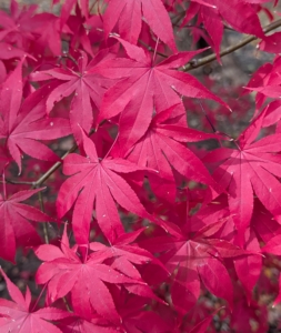 Red leafed cultivars are the most popular, followed by green shrubs with deeply dissected leaves.