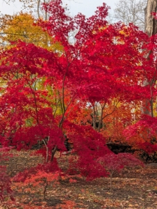 Japanese maple trees are particularly suitable for borders and ornamental paths because their root systems are compact and not invasive. Through this woodland grove, they line both sides of the carriage road.