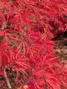 I also have more rare varieties. These leaves are deeply divided, but each lobe is also dissected, giving them a lacy effect.