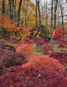But the brilliant fall colors aren’t a guarantee. The colors are a result of climate, weather, and environmental conditions. Here in the Northeast, fall weather usually arrives in September, with temperatures cooling off rapidly at night even when the days are still warm. These cool nighttime temperatures trigger the leaf-changing process. Unusually warm early fall weather may even prevent the leaves from turning red. This is because the color changes occur with gradually cooling temperatures – not cold snaps.
