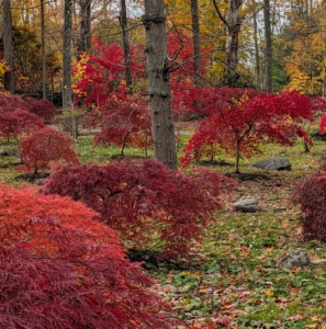 The best location is a sunny spot with afternoon shade. Red and variegated leaves need relief from hot afternoon sun in summer but need the light to attain full color.