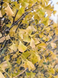 The foliage of these trees also tends to be smaller than other species.