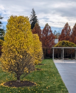 Now in November, these trees are golden yellow and their leaves are falling. Ginkgo Goldspire™ is a highly ornamental, non-fruiting male tree originating in Italy. It has a very upright, tight fastigiate habit.