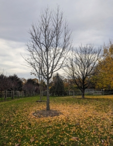 This ginkgo is outside my raised bed vegetable garden. It is the first to lose its leaves here at the farm. Typically, on one day after a hard frost sweeps down the east coast, most of the ginkgos at my farm and countless more in the area, drop all their leaves, but with such mild temperatures this autumn, the “great fall” seems less dramatic.