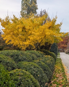 Ginkgo trees are dioecious, meaning that male and female reproductive parts develop on separate plants. Ginkgo trees typically reach sexual maturity around 20 to 30 years old. Male trees do not drop fruit. This ginkgo tree is in one corner of my herbaceous peony bed.
