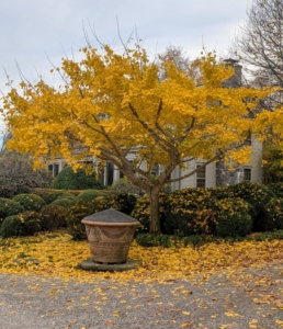 And this ginkgo is outside my Winter House across the carriage road from the peony garden.