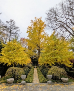 These ginkgo trees are in my sunken Summer House garden. The giant tree in the back is a female and the main focal point of this formal space. Here they have also changed colors - there is only a little tinge of green on the trees.