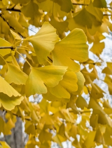 Have the ginkgo trees dropped their leaves where you live? If not, maybe it will happen very soon.