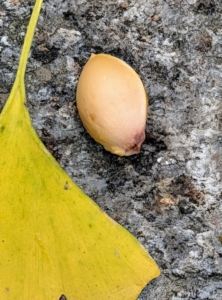 Inside is a single hard-shelled seed enclosing an edible kernel. The kernels are often roasted and used in Asian cuisines.